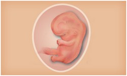 懷孕期 寶寶階段發展 Superbaby