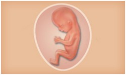懷孕期 寶寶階段發展 Superbaby