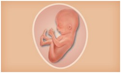 懷孕期 寶寶階段發展 Superbaby