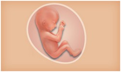 懷孕期 寶寶階段發展 Superbaby