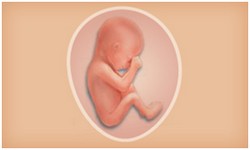 懷孕期 寶寶階段發展 Superbaby