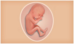 懷孕期 寶寶階段發展 Superbaby