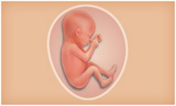 懷孕期 寶寶階段發展 Superbaby
