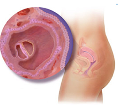 怀孕初期 2 13 周 宝宝阶段发展 Superbaby