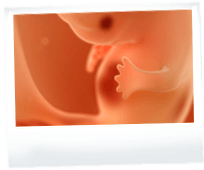 怀孕期第8周 宝宝阶段发展 Superbaby