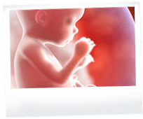 懷孕期 寶寶階段發展 Superbaby