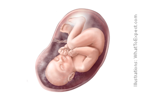 懷孕期第35週 寶寶階段發展 Superbaby